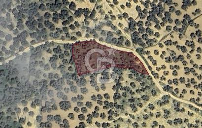 GÖMEÇ KEMALPAŞA’DA SATILIK ZEYTİNLİK