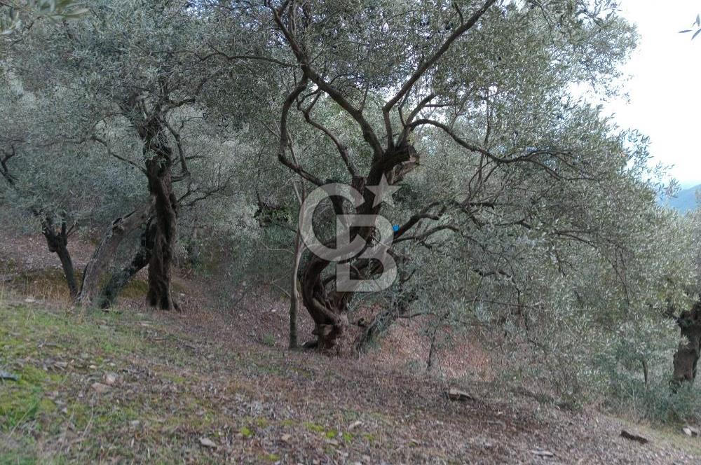 Bayındır Ergenli'de Satılık Tek Tapu Satılık 1144 MT2 Zeytinlik