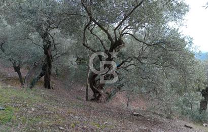 Bayındır Ergenli'de Satılık Tek Tapu Satılık 1144 MT2 Zeytinlik