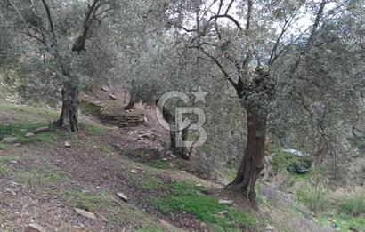 Bayındır Ergenli'de Satılık Tek Tapu Satılık 1144 MT2 Zeytinlik