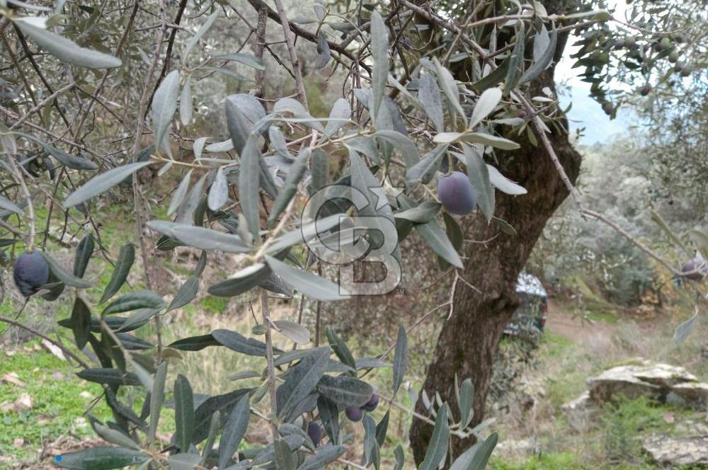 Bayındır Ergenli'de Satılık Tek Tapu Satılık 1144 MT2 Zeytinlik