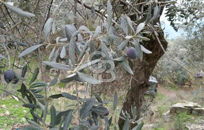 Bayındır Ergenli'de Satılık Tek Tapu Satılık 1144 MT2 Zeytinlik