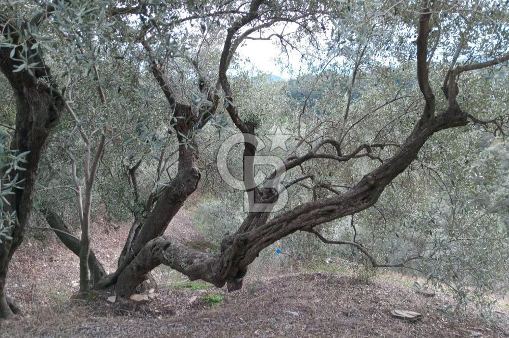 Bayındır Ergenli'de Satılık Tek Tapu Satılık 1144 MT2 Zeytinlik