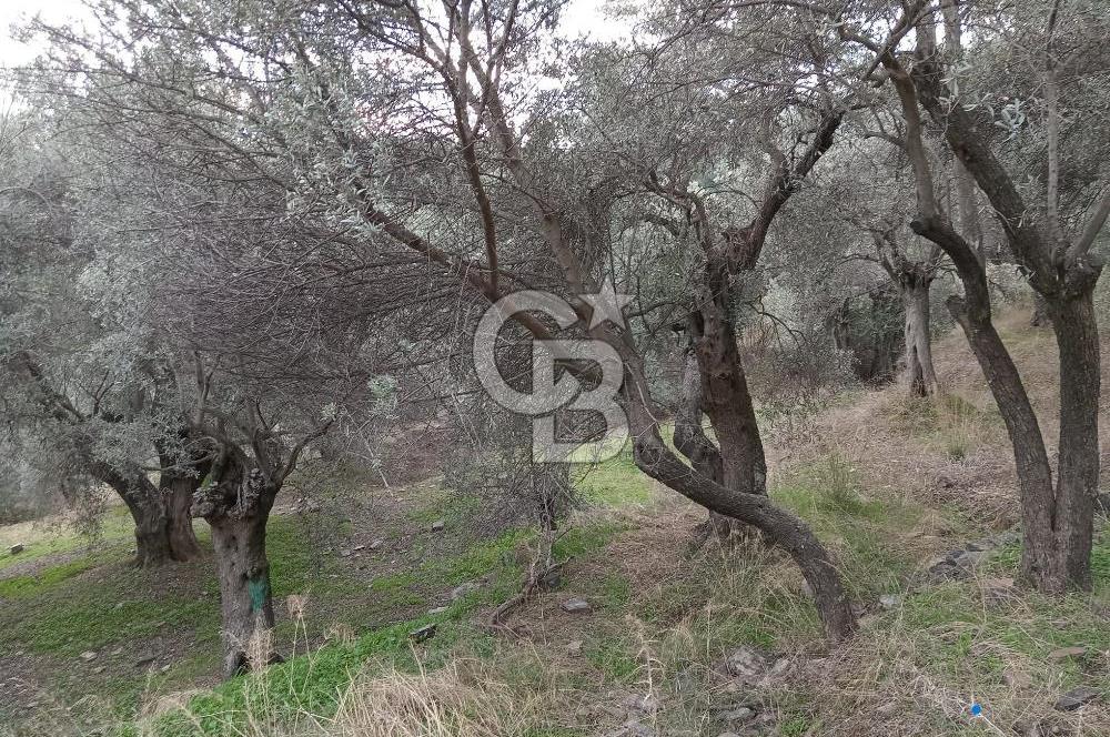 Bayındır Ergenli'de Satılık Tek Tapu Satılık 1144 MT2 Zeytinlik
