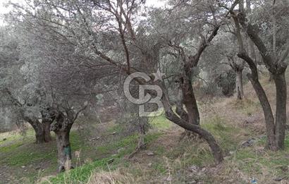 Bayındır Ergenli'de Satılık Tek Tapu Satılık 1144 MT2 Zeytinlik