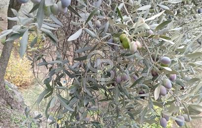 Bayındır Ergenli'de Satılık Tek Tapu Satılık 1144 MT2 Zeytinlik