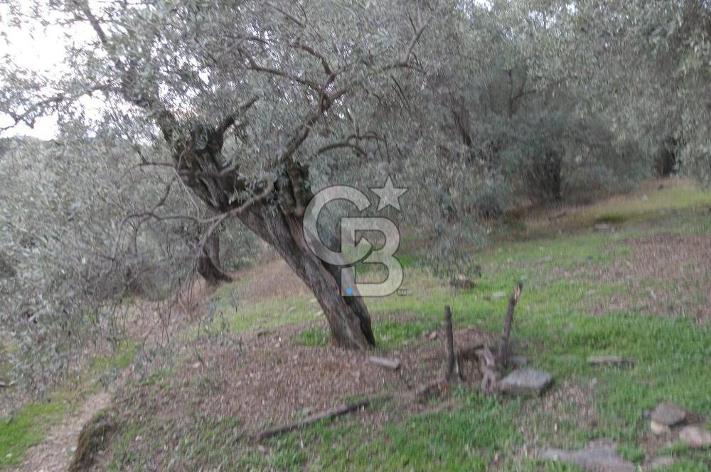 Bayındır Ergenli'de Satılık Tek Tapu Satılık 1144 MT2 Zeytinlik