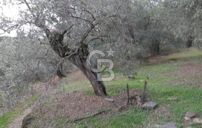 Bayındır Ergenli'de Satılık Tek Tapu Satılık 1144 MT2 Zeytinlik