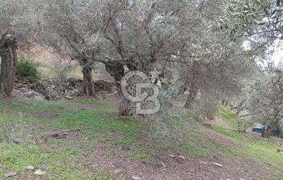 Bayındır Ergenli'de Satılık Tek Tapu Satılık 1144 MT2 Zeytinlik