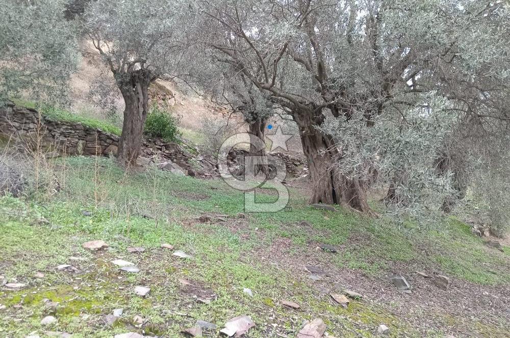 Bayındır Ergenli'de Satılık Tek Tapu Satılık 1144 MT2 Zeytinlik