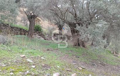 Bayındır Ergenli'de Satılık Tek Tapu Satılık 1144 MT2 Zeytinlik