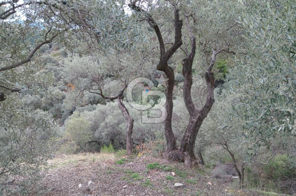 Bayındır Ergenli'de Satılık Tek Tapu Satılık 1144 MT2 Zeytinlik