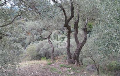 Bayındır Ergenli'de Satılık Tek Tapu Satılık 1144 MT2 Zeytinlik