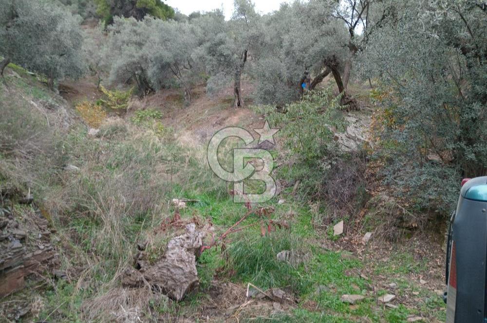 Bayındır Ergenli'de Satılık Tek Tapu Satılık 1144 MT2 Zeytinlik