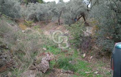 Bayındır Ergenli'de Satılık Tek Tapu Satılık 1144 MT2 Zeytinlik