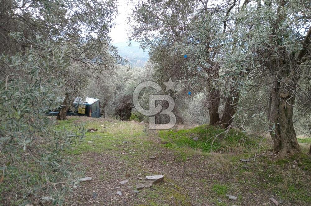 Bayındır Ergenli'de Satılık Tek Tapu Satılık 1144 MT2 Zeytinlik