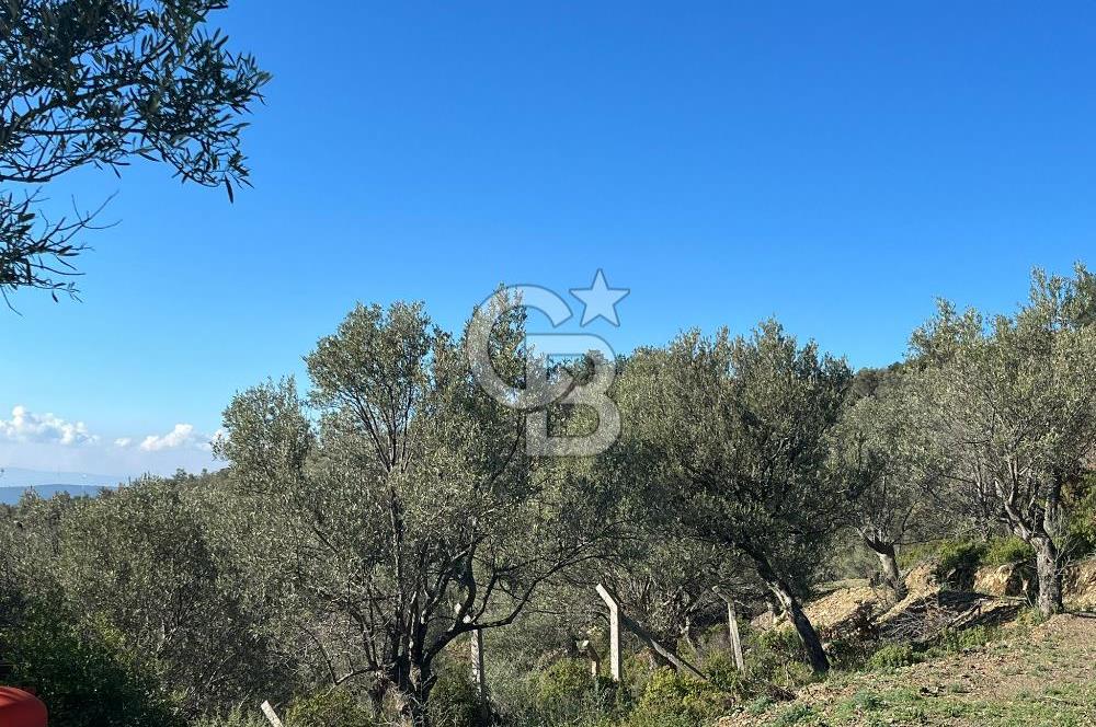 Seferihisar Gölcük Satılık 7 Dönüm Yatırımlık Fırsat Zeytinlik