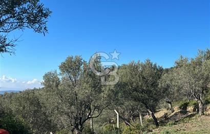 Seferihisar Gölcük Satılık 7 Dönüm Yatırımlık Fırsat Zeytinlik