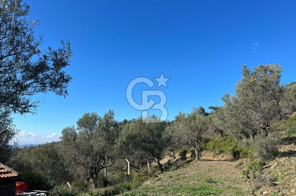 Seferihisar Gölcük Satılık 7 Dönüm Yatırımlık Fırsat Zeytinlik