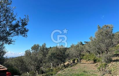 Seferihisar Gölcük Satılık 7 Dönüm Yatırımlık Fırsat Zeytinlik