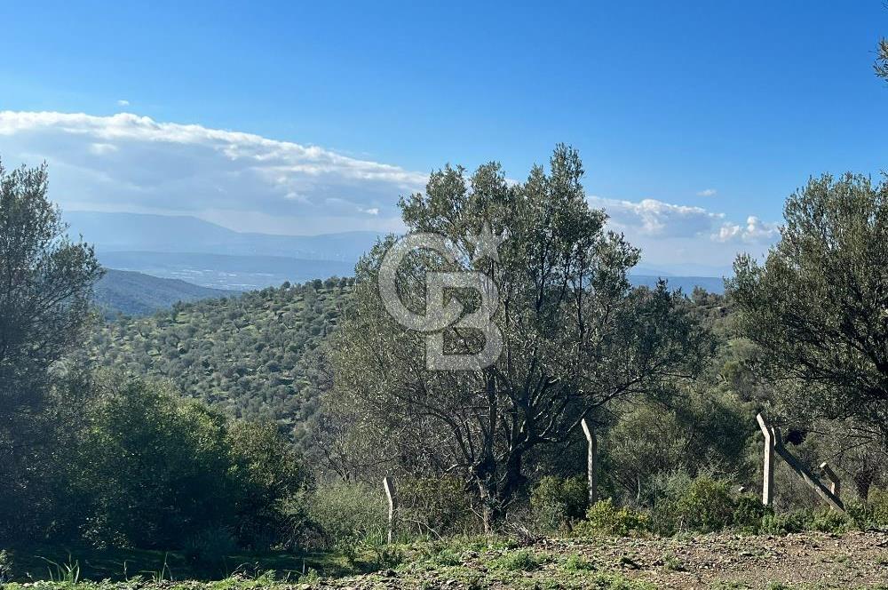 Seferihisar Gölcük Satılık 7 Dönüm Yatırımlık Fırsat Zeytinlik