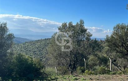 Seferihisar Gölcük Satılık 7 Dönüm Yatırımlık Fırsat Zeytinlik