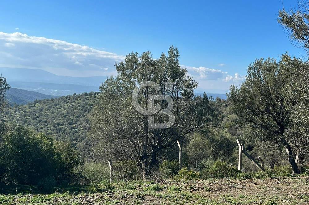 Seferihisar Gölcük Satılık 7 Dönüm Yatırımlık Fırsat Zeytinlik