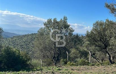 Seferihisar Gölcük Satılık 7 Dönüm Yatırımlık Fırsat Zeytinlik