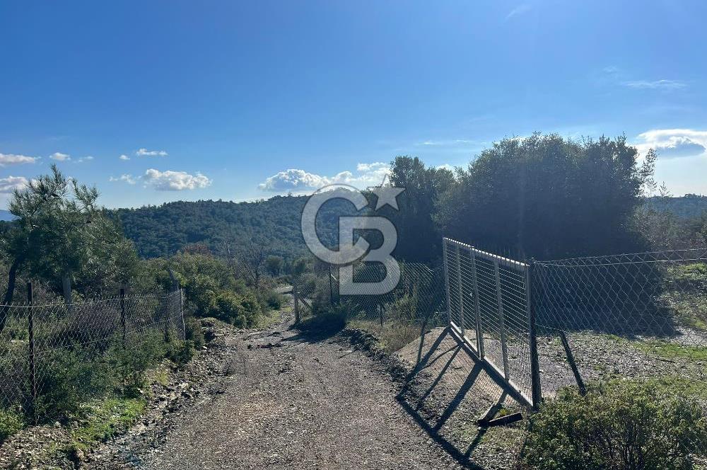 Seferihisar Gölcük Satılık 7 Dönüm Yatırımlık Fırsat Zeytinlik