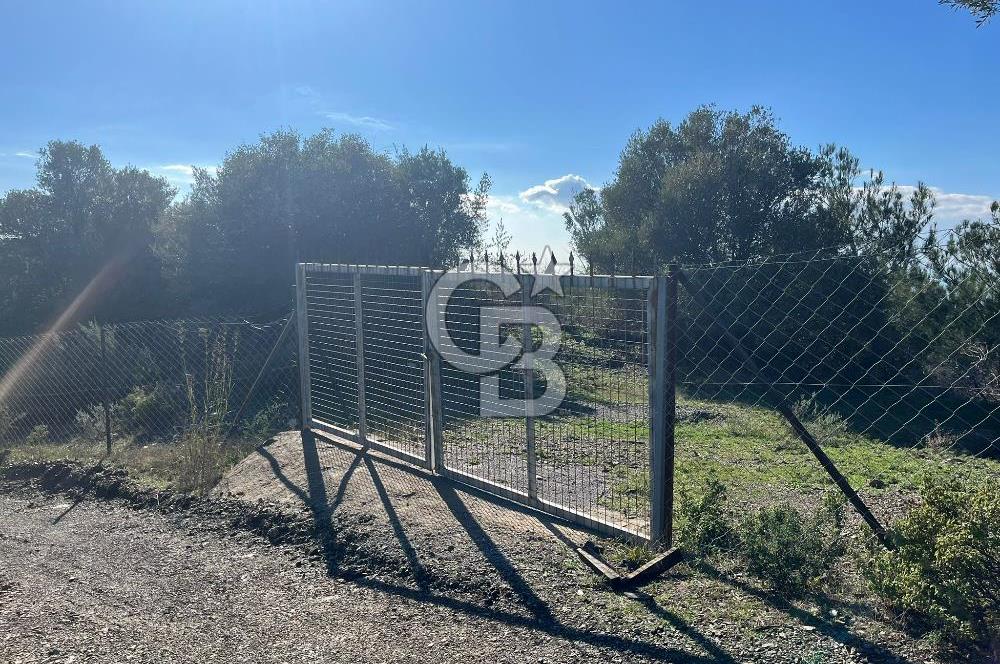 Seferihisar Gölcük Satılık 7 Dönüm Yatırımlık Fırsat Zeytinlik