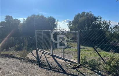 Seferihisar Gölcük Satılık 7 Dönüm Yatırımlık Fırsat Zeytinlik