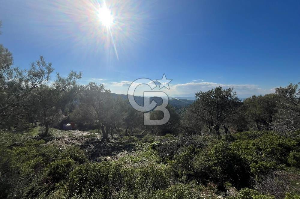 Seferihisar Gölcük Satılık 7 Dönüm Yatırımlık Fırsat Zeytinlik