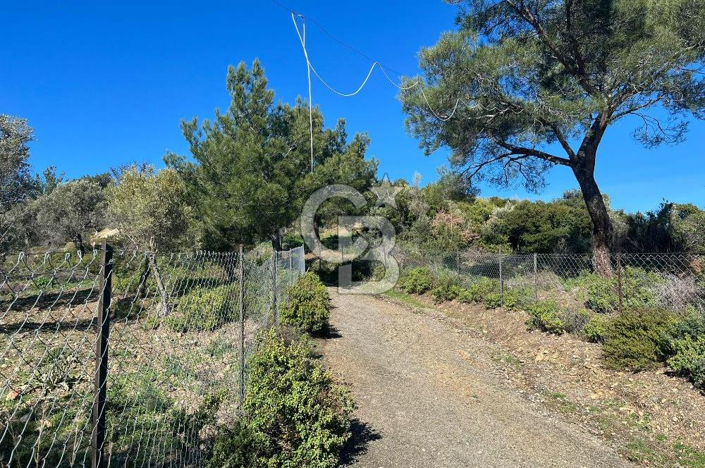 Seferihisar Gölcük Satılık 7 Dönüm Yatırımlık Fırsat Zeytinlik