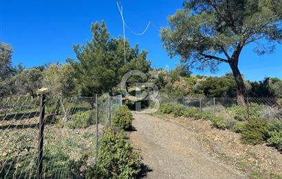 Seferihisar Gölcük Satılık 7 Dönüm Yatırımlık Fırsat Zeytinlik