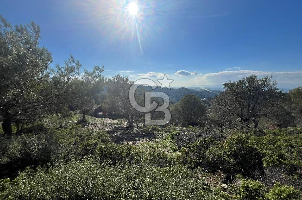 Seferihisar Gölcük Satılık 7 Dönüm Yatırımlık Fırsat Zeytinlik