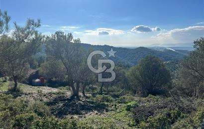 Seferihisar Gölcük Satılık 7 Dönüm Yatırımlık Fırsat Zeytinlik