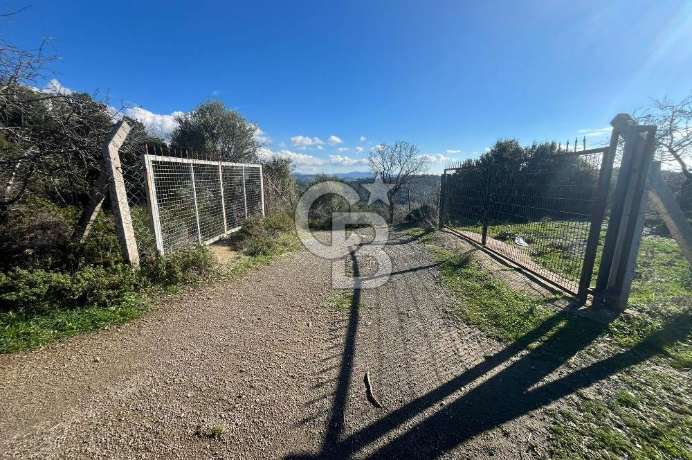 Seferihisar Gölcük Satılık 7 Dönüm Yatırımlık Fırsat Zeytinlik