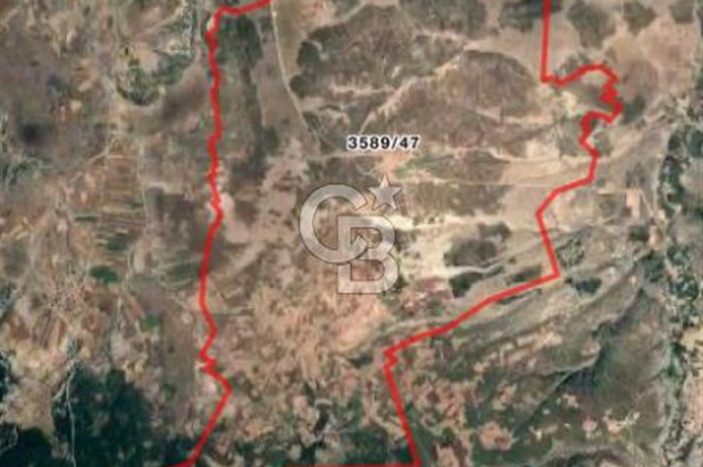 CB CITY'DEN SEYİTGAZİ CEVİZLİ KÖYÜ'NDE SATILIK TARLA