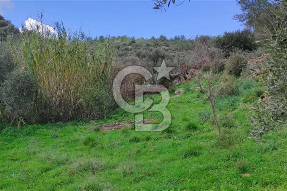 MİLAS ÇİFTLİKTE KÖY MERKEZİNE YAKIN 800 M2 SATILIK TARLA