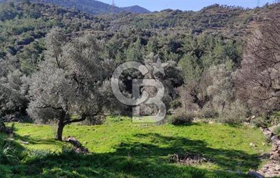 MİLAS ÇİFTLİKTE KÖY MERKEZİNE YAKIN 800 M2 SATILIK TARLA