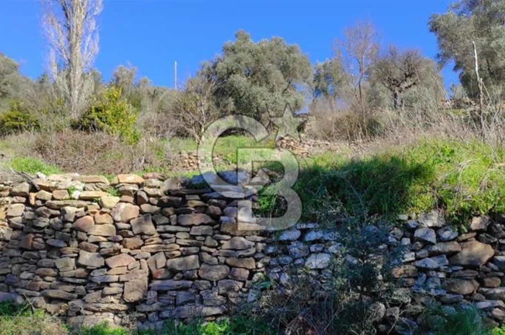 MİLAS ÇİFTLİKTE KÖY MERKEZİNE YAKIN 800 M2 SATILIK TARLA