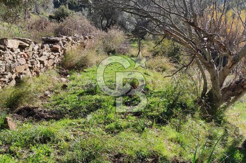 MİLAS ÇİFTLİKTE KÖY MERKEZİNE YAKIN 800 M2 SATILIK TARLA