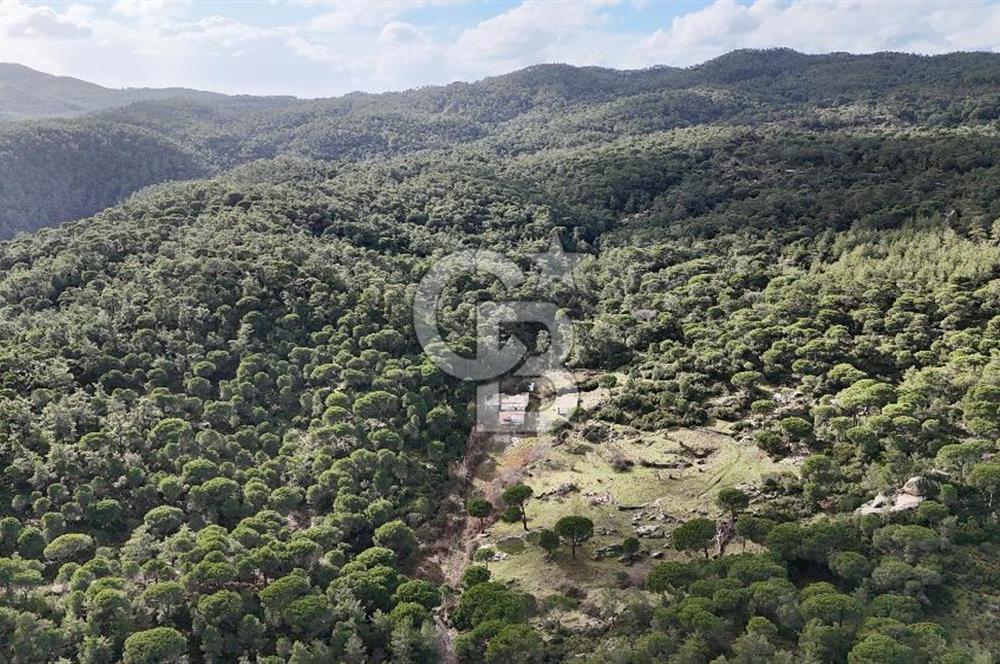 MUĞLA MİLAS OLUKBAŞI KÖYÜ GUVAZKAVAĞI'nda DOĞAL KAYNAKSUYU OLAN SATILIK TARLA 