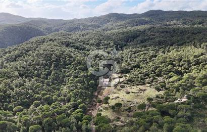 MUĞLA MİLAS OLUKBAŞI KÖYÜ GUVAZKAVAĞI'nda DOĞAL KAYNAKSUYU OLAN SATILIK TARLA 