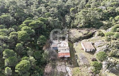 MUĞLA MİLAS OLUKBAŞI KÖYÜ GUVAZKAVAĞI'nda DOĞAL KAYNAKSUYU OLAN SATILIK TARLA 