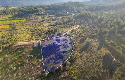 Mendeers Çatalca'da Yüzme Havuzlu Satılık Çiftlik Evi