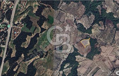 Çanakkale Merkez Çınarlı Köyünde Satılık 11 Dönüm Tarla !