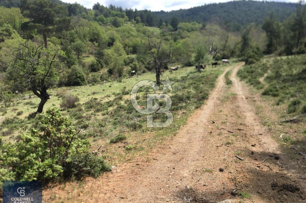 ÇANAKKALE SERÇİLER KÖYÜ'N DE 8883 M2 SATILIK TARLA