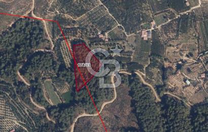 Yatırımlık Bağ Evi Yapılabilecek 8470m2 İncir Bahçesi