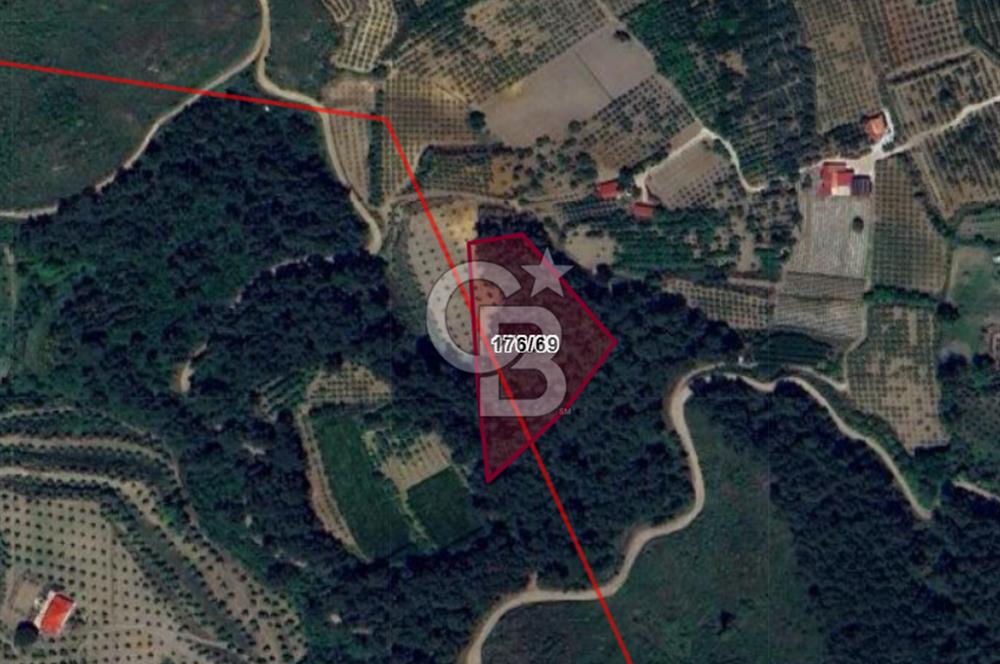 Yatırımlık Bağ Evi Yapılabilecek 8470m2 İncir Bahçesi